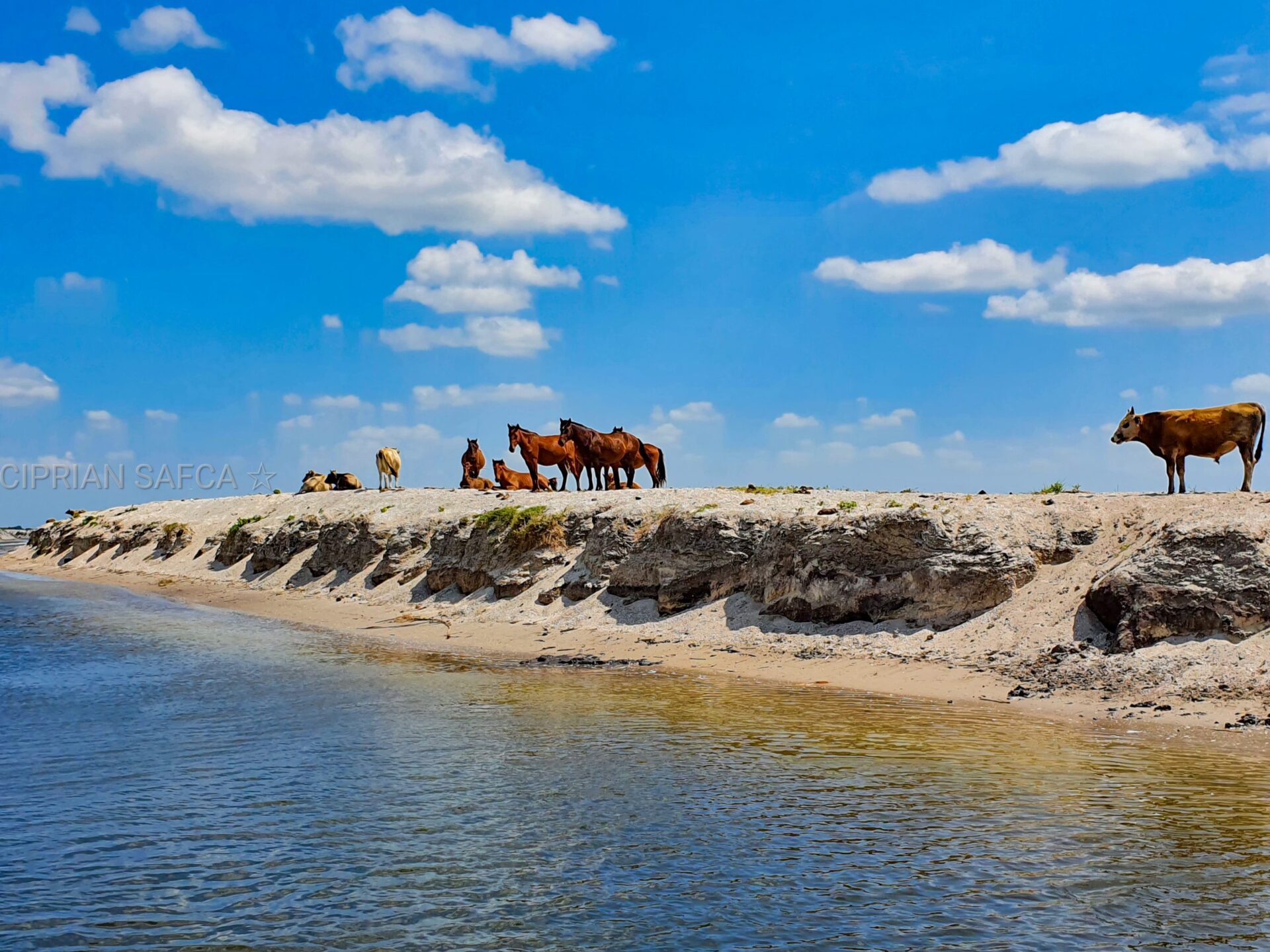 Caii salbatici de pe grindul Letea, zona canal Sidor. Excursii in Delta Dunarii din Tulcea