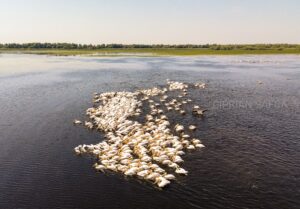 Excursii in Delta Dunarii din Tulcea by SAFCA DELTA TOURS