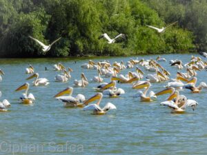 Sejur Delta Dunarii 3 zile
