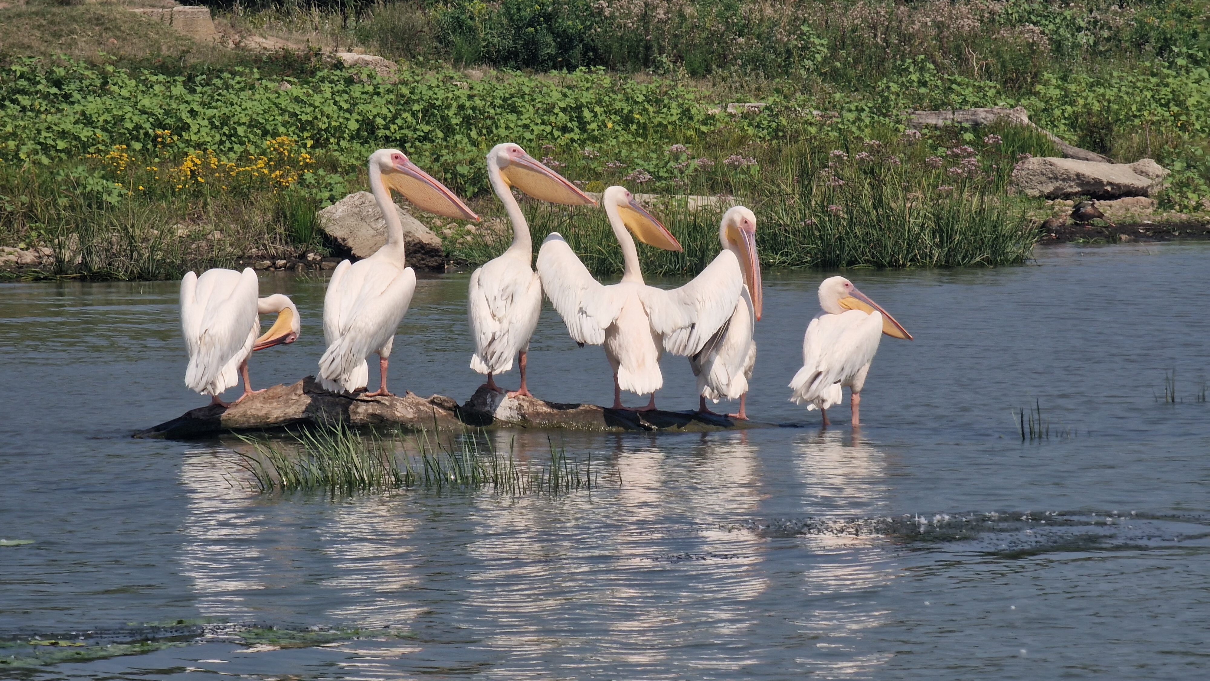 Pelicani Delta Dunarii. Sejur Delta Dunarii 2026