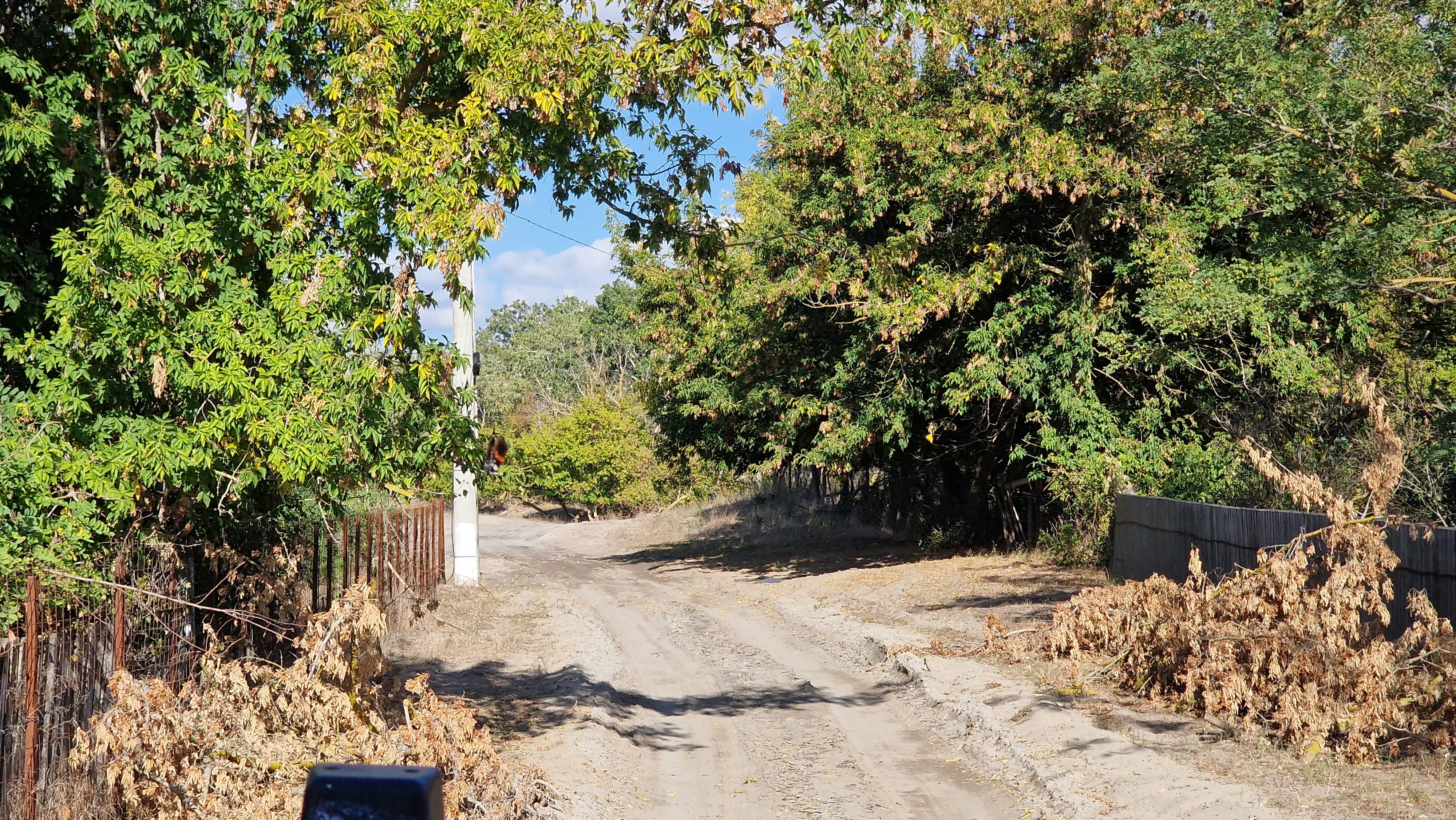 Excursii in Delta Dunarii, Padurea Letea