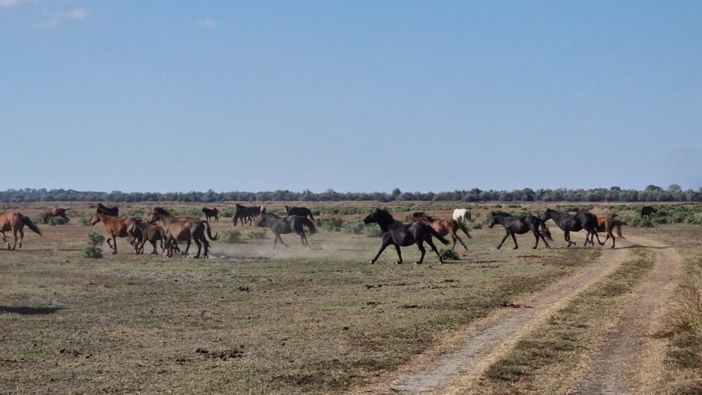 Wild horses Danube Delta, Excursii Delta Dunarii