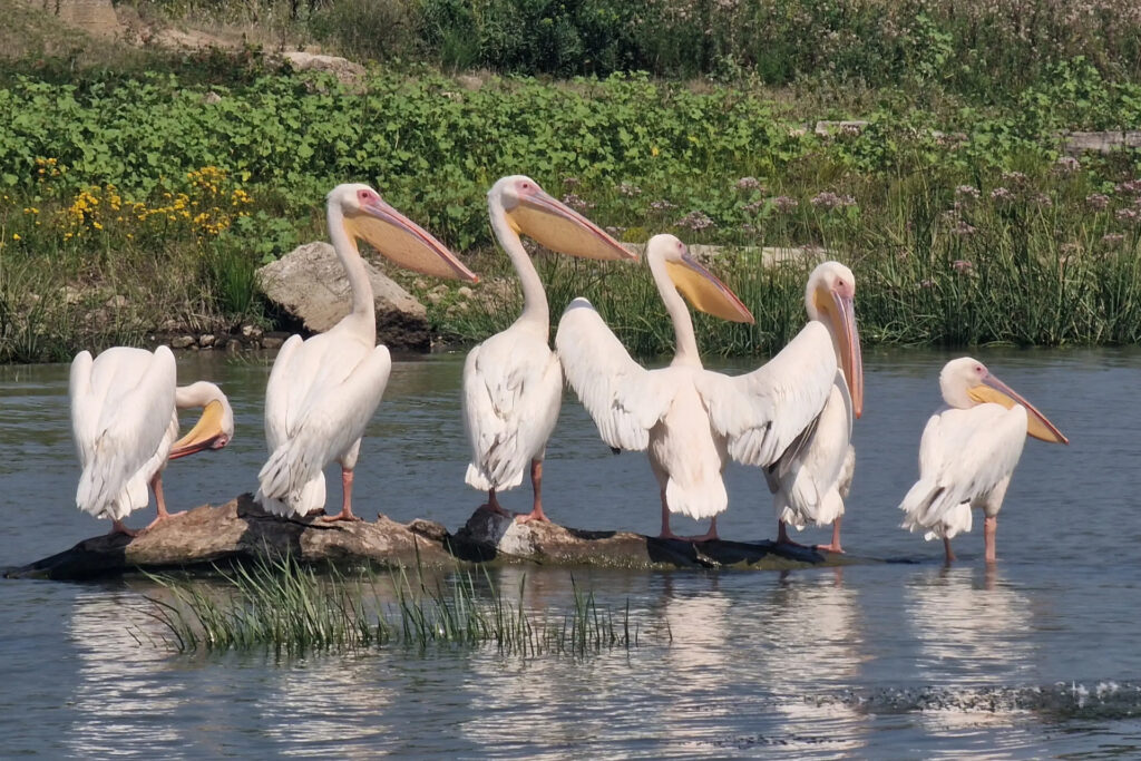 Pelicani surprinsi in excursii delta dunarii