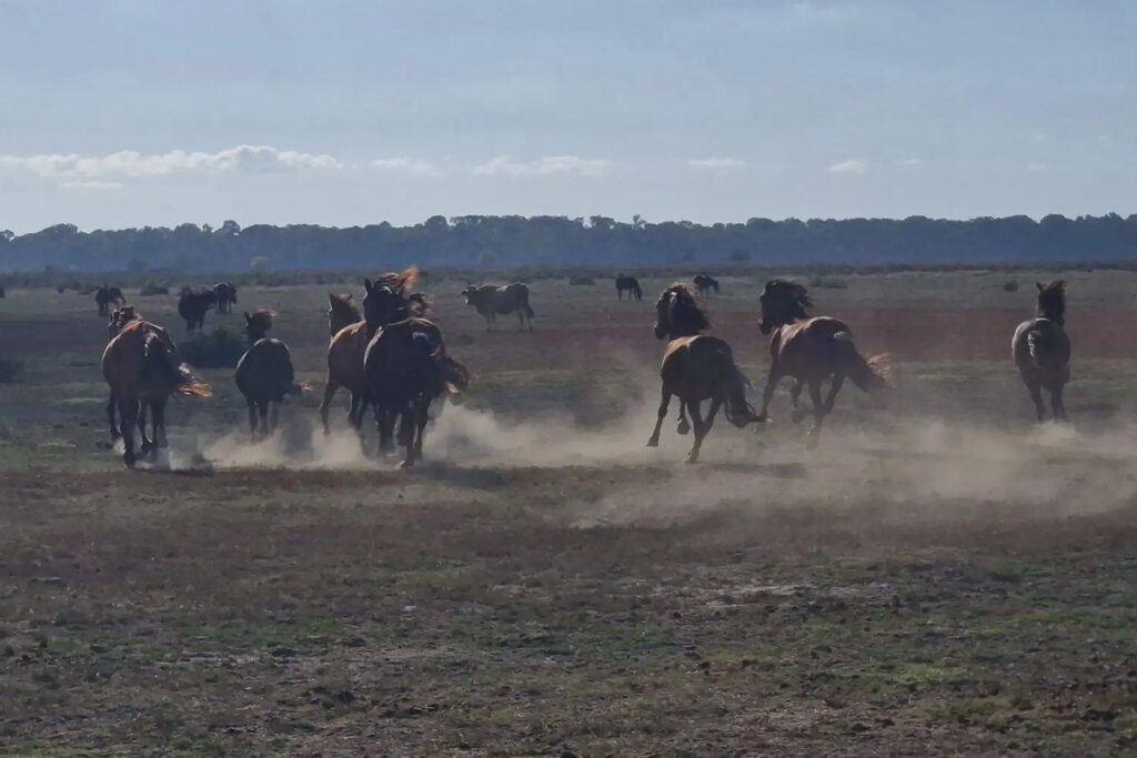 caii de la letea excursii delta dunarii cu Safca Delta Tours