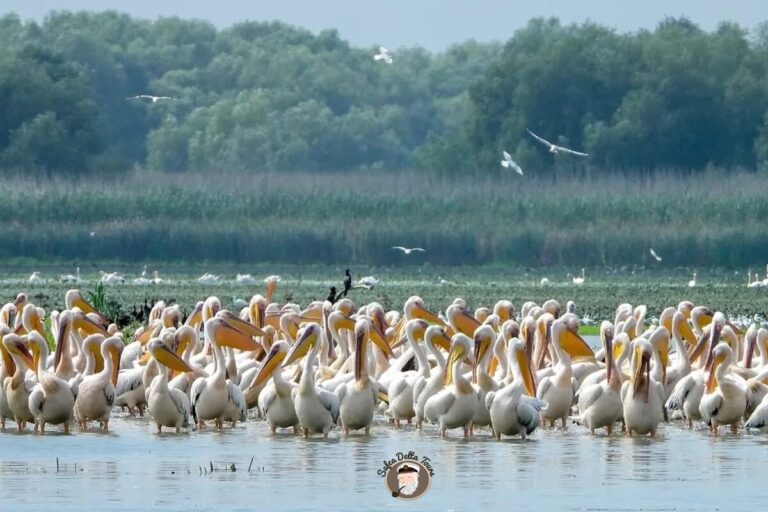 Birdwatching in the Danube Delta for Beginners: What to Expect on a Nature-Focused Trip