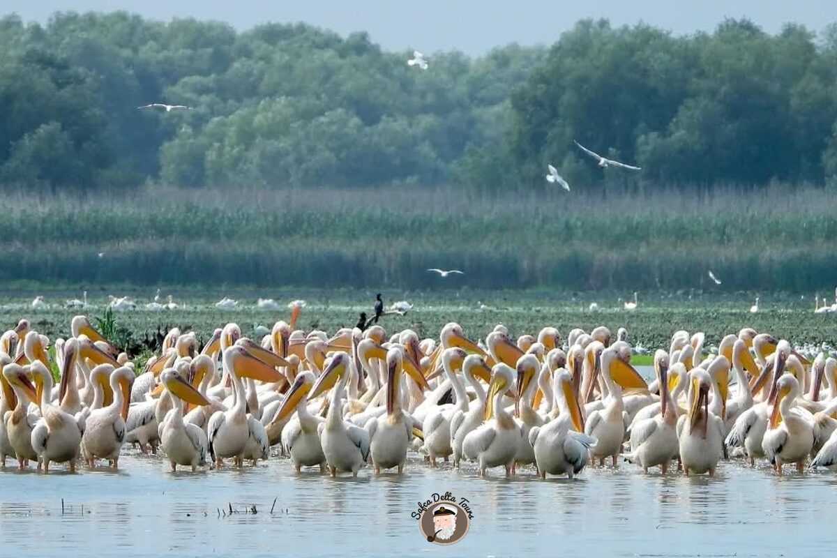 Birdwatching in the Danube Delta for Beginners: What to Expect on a Nature-Focused Trip